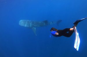 Whale Shark