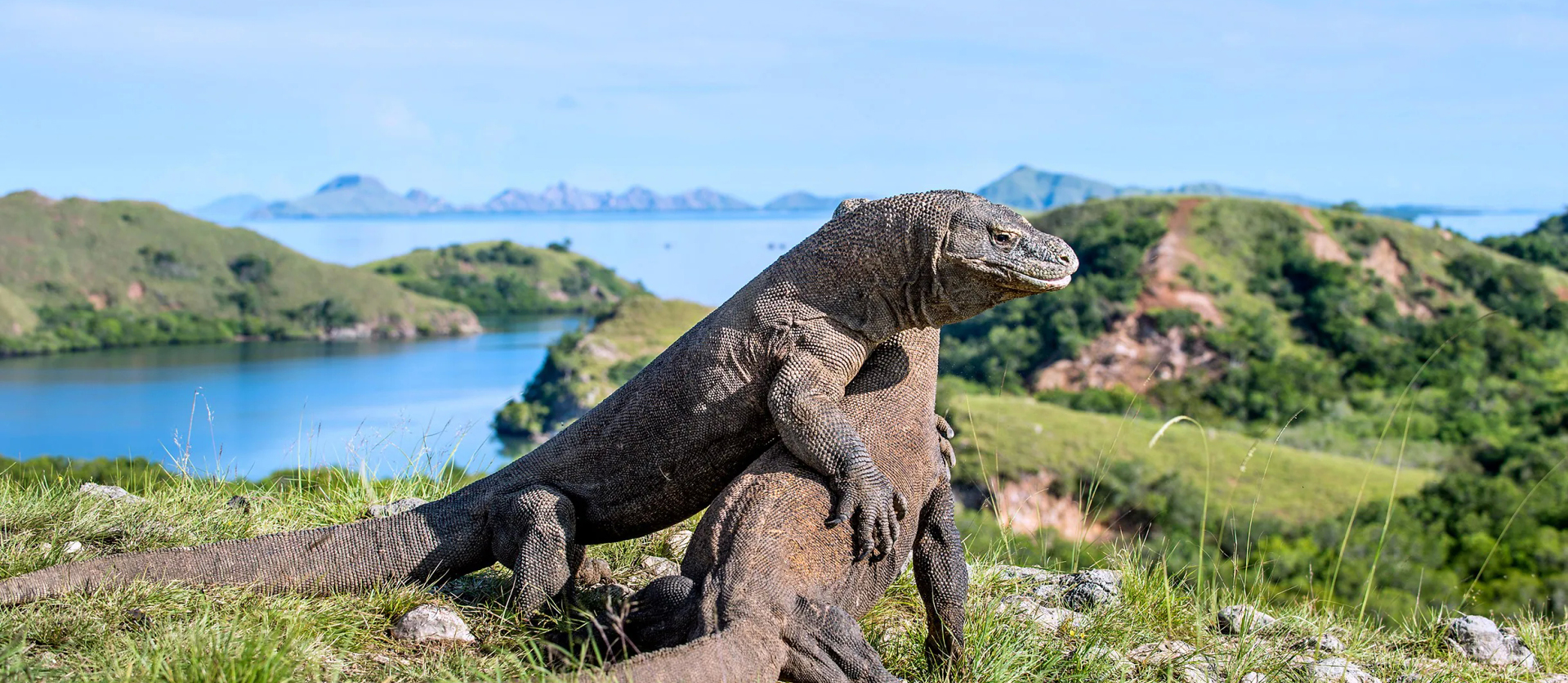 komodo